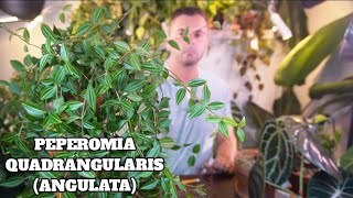 peperomia quadrangularis care and propagation  watering tips to prevent rot [upl. by Firman]