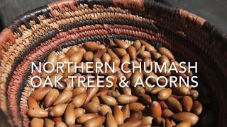 Episode 2 Chumash Uses of Acorn and Oak Trees [upl. by Ardnossac]