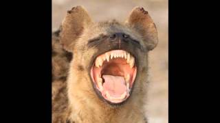 Hyena laughing [upl. by Ecirtap]