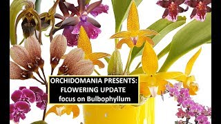 Orchidomania Presents Flowering Update with a Focus on Bulbophyllum [upl. by Meekar]