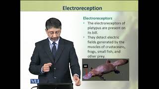 Electroreception  Animal Physiology and Behavior Theory  ZOO502TTopic060 [upl. by Tilney]