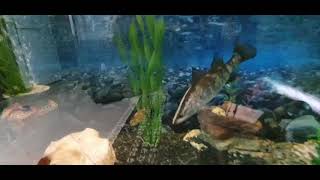 Barramundi feeding with live fish Juvenile Barra [upl. by Yahsan]