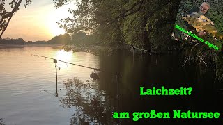 Laichzeit Auf Karpfen am großen Natursee  Ich bin wieder da unplugged [upl. by Etnohs]