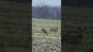 White tails grazing in a field quotLook at themquot Minnesotadeer deer whitetaildeer [upl. by Vaughan]