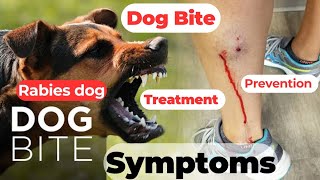 dog bite  rabies dog  rabies dog symptoms  dog bite treatment  rabies dog video  rabies [upl. by Bijan]