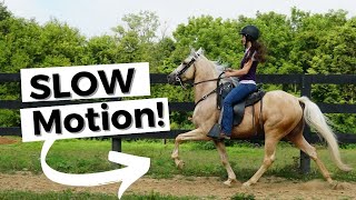 Incredible Horses in Slow Motion [upl. by Magill912]