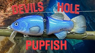 Making the Rarest Fish in the World  Devils Hole PupFish [upl. by Lachman]