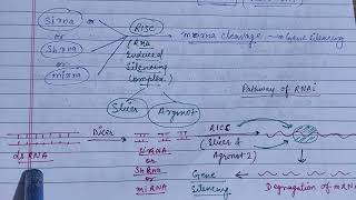 Heterochromatin types formation amp significance chromatin zoologynotes alkaranigupta8791 [upl. by Strohbehn77]