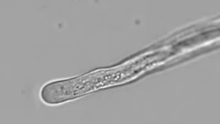 Petunia Pollen Tube Growth with Cytoplasmic Streaming  Cyclosis [upl. by Gusella]