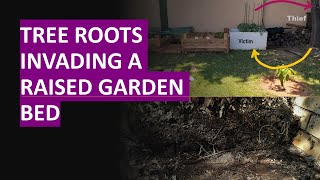 Tree roots invading garden bed  how to stop them [upl. by Columbus]