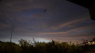 Mexican Freetailed Bats at Rillito Bridge [upl. by Etteneg310]