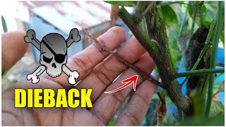 Dieback Disease In Lemon amp Dieback Treatment IN HINDI Citrus Dieback Disease [upl. by Ahsekin]