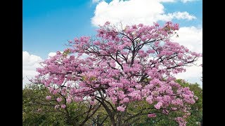 Arbol maculis para que sirve [upl. by Natale]