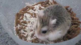 Birthday present for my roborovski hamster [upl. by Annahc]