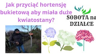 Jak przyciąć hortensje bukietowe aby miały duże kwiatostany [upl. by Ccasi98]