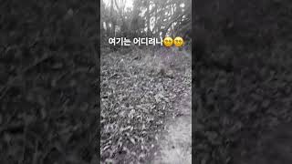 부산 산 산길 무서운 쫄지마 겁쟁이 한국 호월 구독 좋아요 전에 뒷산 올라갔는데 분위기가 후달림 ㅋ아 오늘은 고양이 껴안고자야지 괴담 나올듯한 분위기 [upl. by Nrehtac]