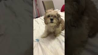 Maltese  Shih Tzu Puppy For Sale  3 Months Maltese Mix Shihtzu Puppy Dog from Kl Kuala [upl. by Aij]