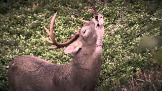 Whitetail Addictions 2014 Trailer [upl. by Ynnhoj]