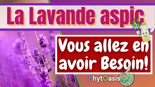 Brûlure Piqûre Douleurs et infections comment utiliser lHuile Essentielle de Lavande Aspic [upl. by Naletak17]