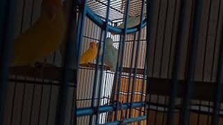 Like Subscribe 💚♥️birds lovebirds parrot nature love pleasesubcribe budgey [upl. by Debo]