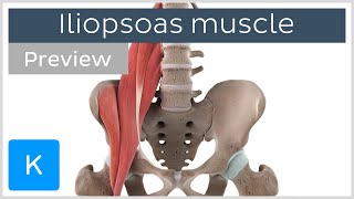 Functions of the iliopsoas muscle preview  3D Human Anatomy  Kenhub [upl. by Leyameg553]