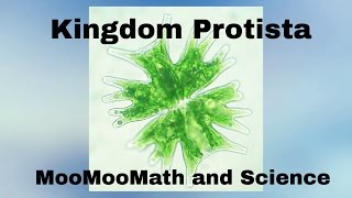 Kingdom Protista [upl. by Hamforrd]