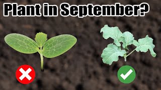 10 Crops to Direct Sow in September Wherever You Live [upl. by Zia]