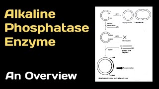 Alkaline Phosphatase Enzyme An Overview [upl. by Renrag5]