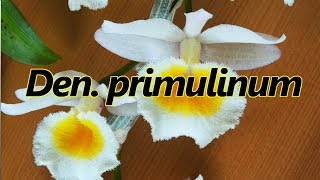 Den primulinum The Primrose Yellow Dendrobium orchid [upl. by Emlynne55]