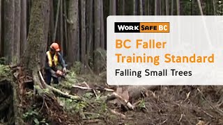 BC Faller Training Standard  Falling Small Trees 10 of 17 [upl. by Ozner115]