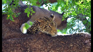 Mashatu  Land of Giants Tuli Block Botswana [upl. by Merkley405]