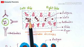 Radial immunodiffusion  Immunotechnology  Bio science [upl. by Eerrahs293]