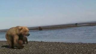 Mother Grizzly Charges grizzly vs grizzly alaska cubs katmai [upl. by Brnaby]