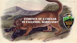 Video Evidence of a Cougar or Mountain Lion in Fallston Maryland [upl. by Huberman]