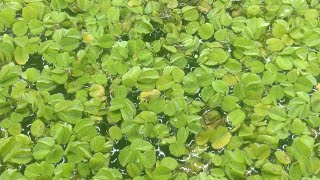 Salvinia Minima floating plants suck up Nitrate extremely well [upl. by Anastatius]