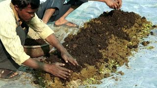 Preparing Vermicompost  केंचुवा खाद बनाने की विधि  Shashwat Yogic kheti [upl. by Wilmer60]