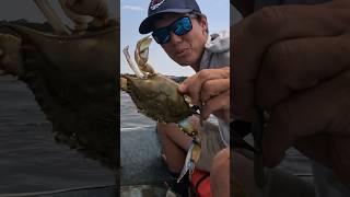 Crabbing tricks from a PROFESSIONAL crabber bodkinpointseafood bluecrabs crabber tipsandtricks [upl. by Anerec]