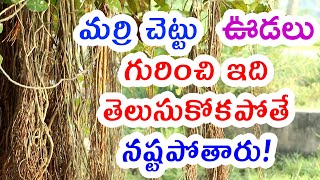 మర్రి చెట్టు ఊడలు గురించి ఇది తెలుసుకోకపోతే నష్టపోతారు About Marri chettu in telugu  banyan tree [upl. by Valerian]