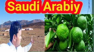 Saudi Arabia santre ki kheti सऊदी अरब में संतरे की खेती कैसे होती है [upl. by Cavanagh]