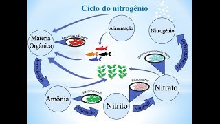 Conheça o ciclo do nitrogênio no aquário ciclagem [upl. by Skrap]