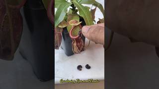 Feeding my Nepenthes 3 juicy caterpillars 🐛 nepenthesplant pitcherplants carnivorousplants [upl. by Shabbir]