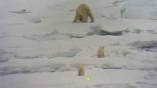 Svalbard Polar Bear Cubs [upl. by Nerrak]