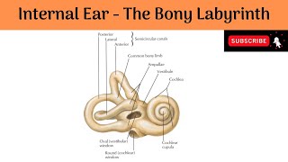 Internal Ear  The Bony Labyrinth  Parts  Features  Scala vestibuli  Scala Tympani  Perilymph [upl. by Rancell]