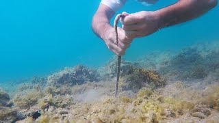 Catching a BOBBIT WORM [upl. by Annoet481]