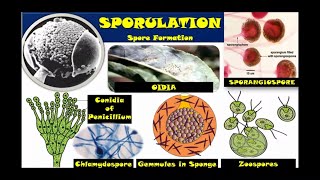 Reproduction in Organisms Class 12 Spore Formation NCERT CBSE NEET Biology Hindi Eng [upl. by Hulbard]