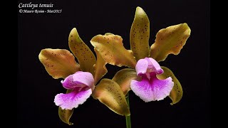 Orquídeas Morrem Dicas de Cultivo de Orquídeas [upl. by Nikral942]