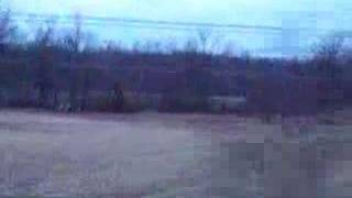 Whitetail Deer in Pataskala Ohio 2 [upl. by Aserehtairam]