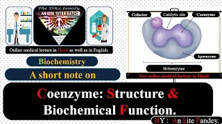 Coenzyme Structure and biochemical function  Coenzymes in hindi audio [upl. by Ahsaele]