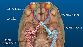 eye to brain connection visual pathway [upl. by Nitsu875]