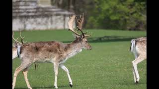 Holkham deer 2024 [upl. by Ruyle]